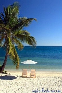 palm trees, naples florida, florida hotel naples