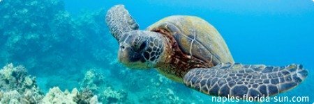 mote aquarium, loggerhead turtle, naples florida