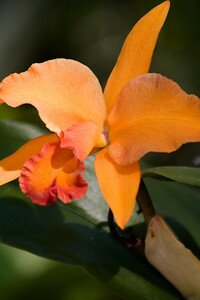 Tropical Flower, Orange Flower