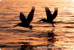 pelicans, florida sunset, naples florida, naples florida weather