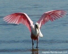 roseate spoonbill, florida birds, pink birds, naples florida