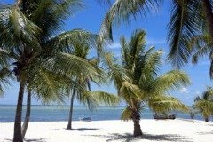 key west, palm trees, family vacations in florida, naples florida, florida beaches