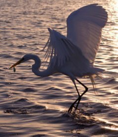 white bird, bird catching fish, naples florida, flagler beach florida