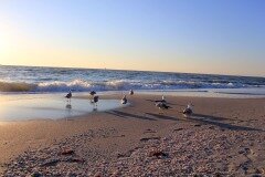 Sea gulls Naples Florida