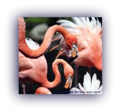 flamingos, wading bird, pink,Florida