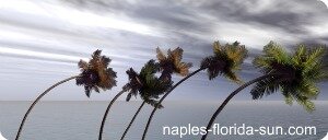 florida hurricane season, palms blowing, tropical storm