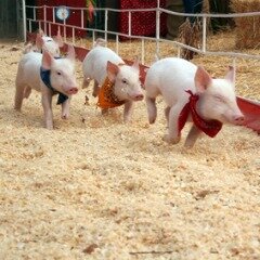 florida strawberry festival, racing pigs, naples florida, country festival, running pigs