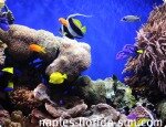 mote aquarium, naples florida, tropical fish