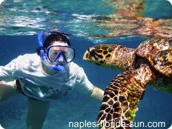 snorkeling, loggerhead turtle, south florida beach, florida turtle
